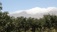 Agriculture (84)