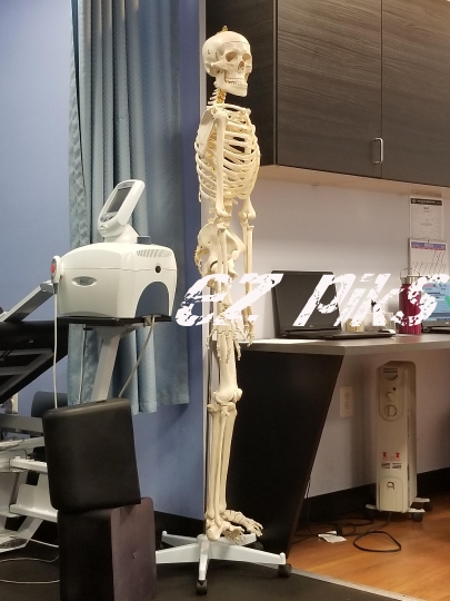 Skeleton